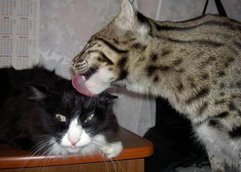 开云官网登录-维罗纳定位球成为主要得分手段，维罗纳ds