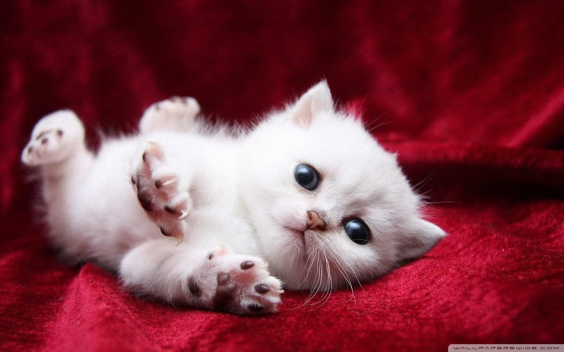 “马科斯·梅特罗的防守之力，成为阿根廷美洲狮队的重要基石”