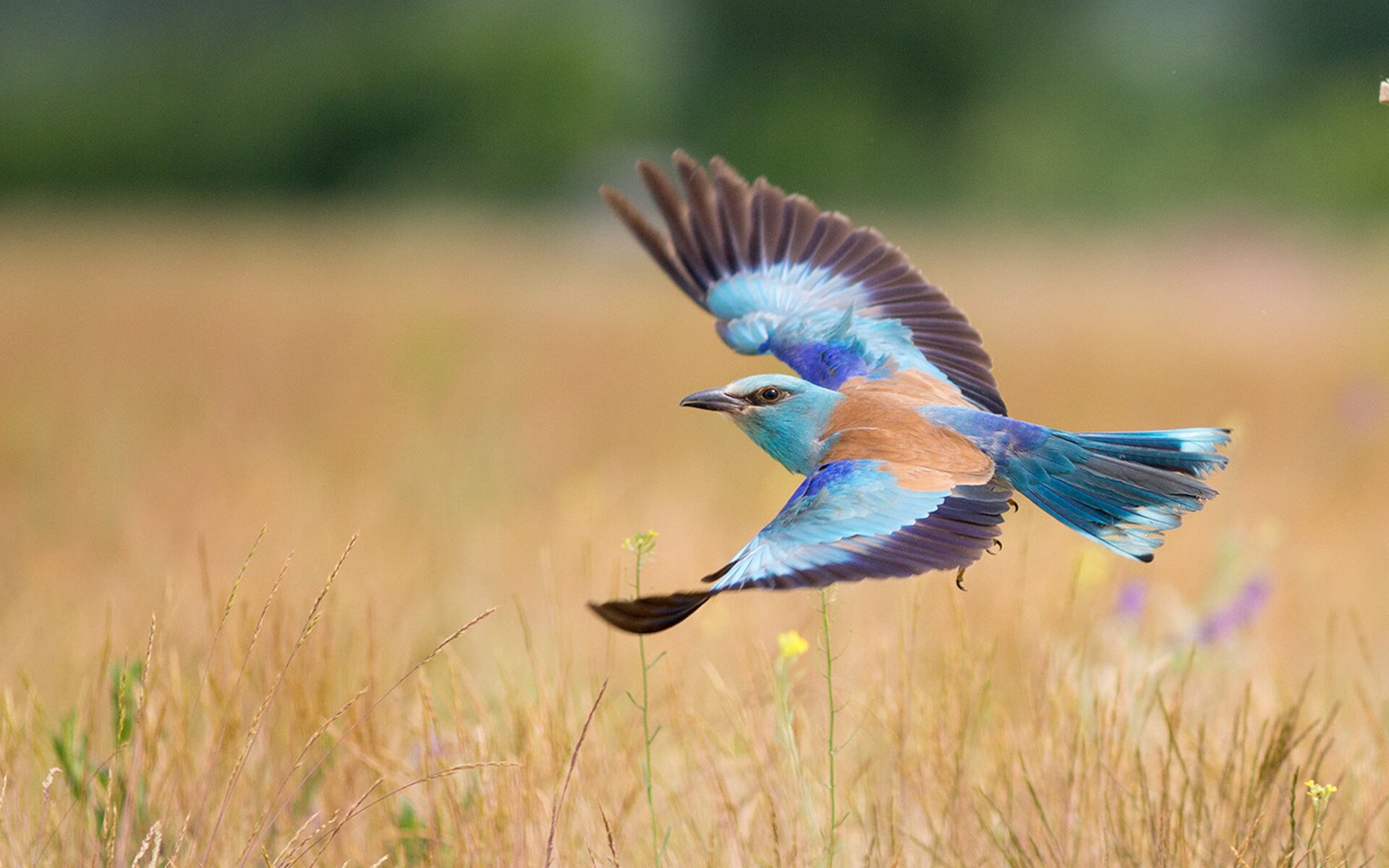 乌拉圭女篮在南美锦标赛中表现出色，梦想奥运赛场，乌拉圭篮球比赛