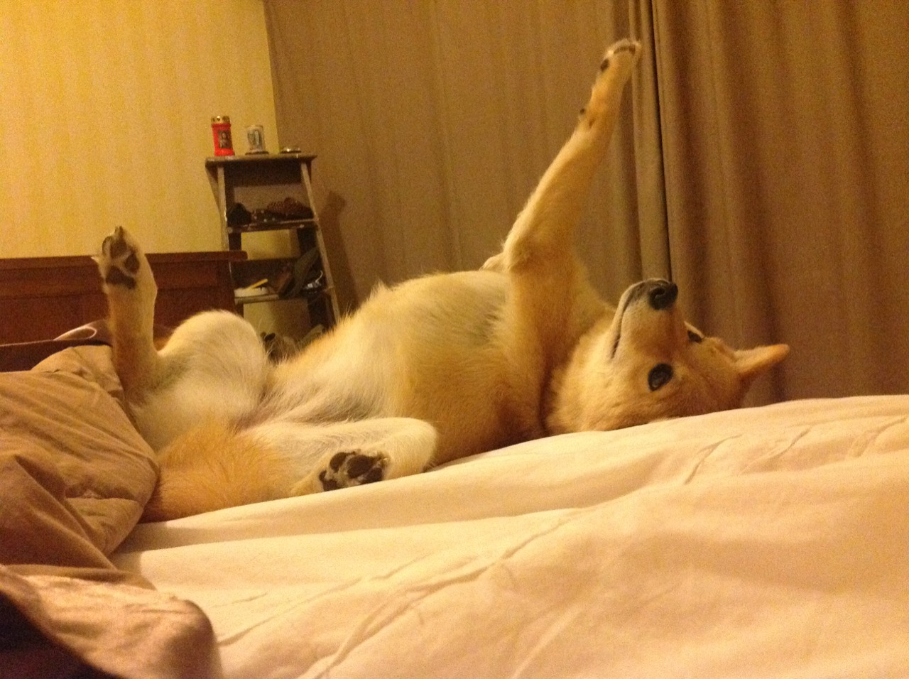 伊朗女篮在亚洲锦标赛中表现优异,志在奥运